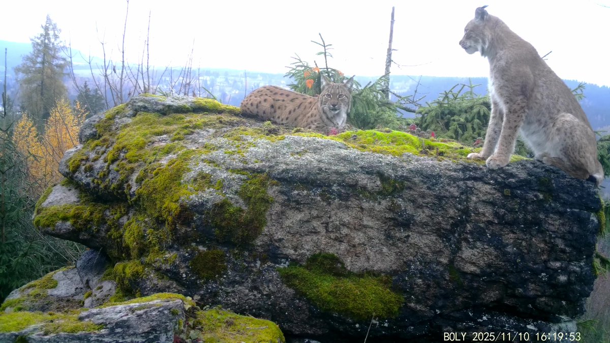 Lesy České republiky tweet media