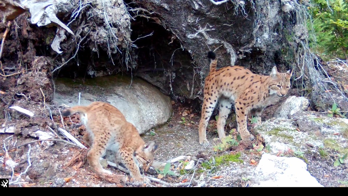 Lesy České republiky tweet media