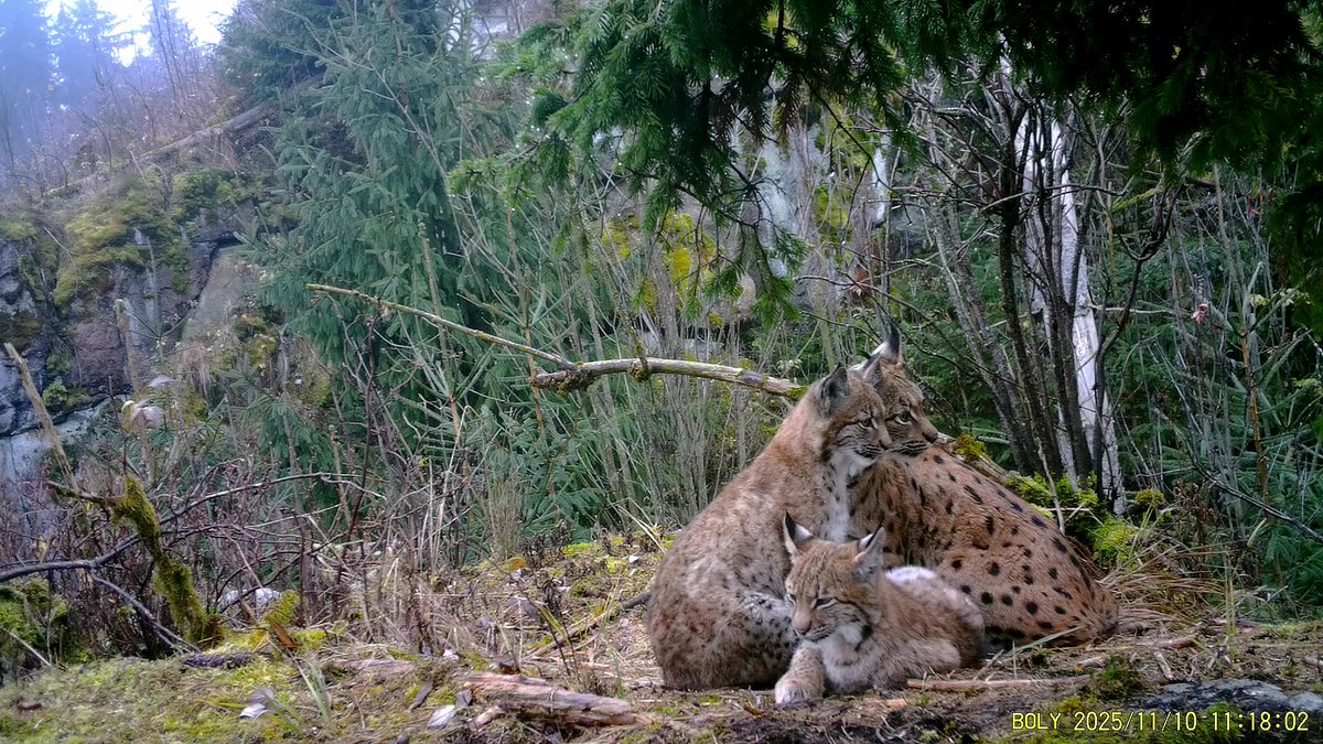 Lesy České republiky tweet media