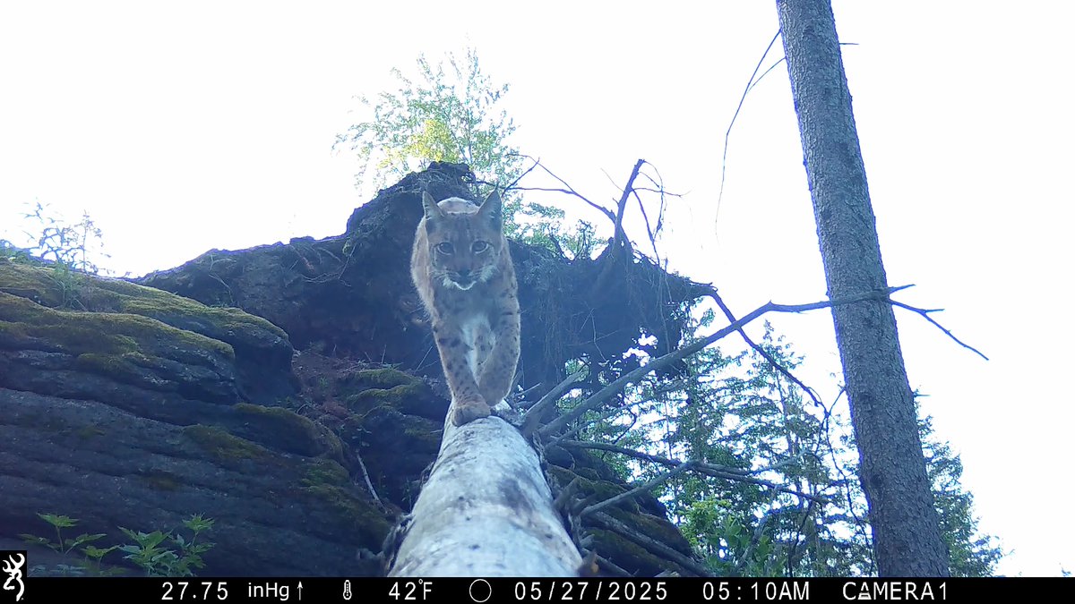 Lesy České republiky tweet media