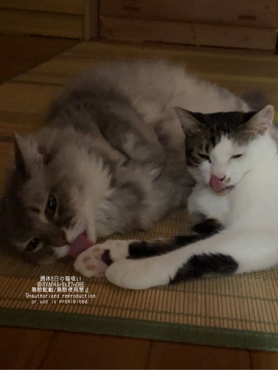 思った以上に反響があって驚きましたが、みなさまのおうちのむっちり