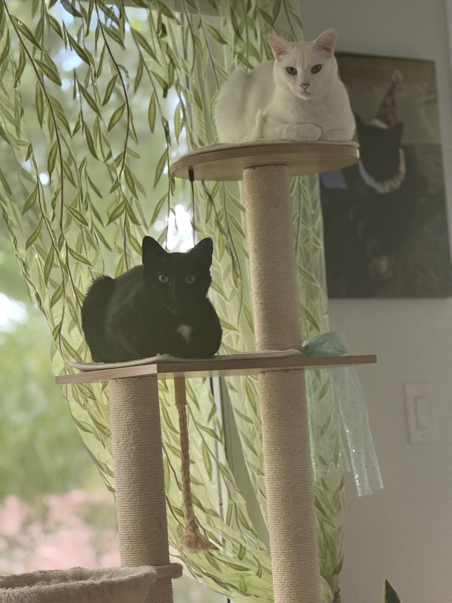 Xohwie's tweet photo. @Garrett_Watts Binx(Blackcat) Milo (whitecat) https://t.co/AWWKTpkas9