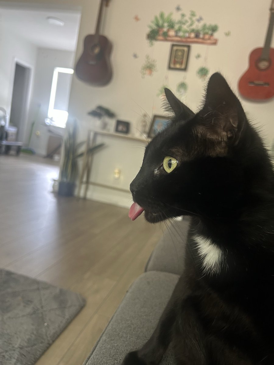 Xohwie's tweet photo. @Garrett_Watts Binx(Blackcat) Milo (whitecat) https://t.co/AWWKTpkas9