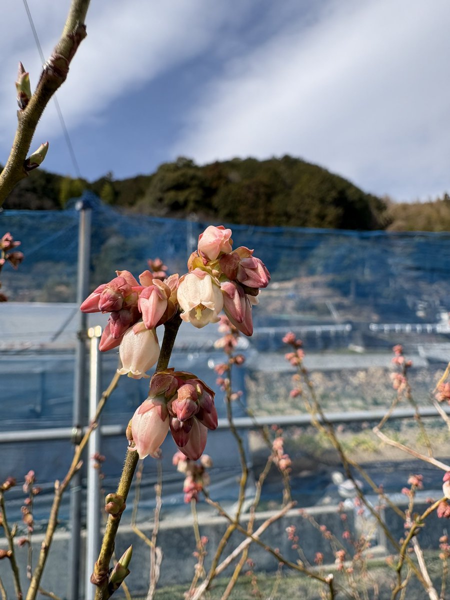 おはようございます😄

暖かくなるとブルーベリー🫐の園内に増えるもの

その4
ブルーベリー🫐の花

ポツポツとブルーベリー🫐の花の開花が始まりました😊
これから園内の雰囲気が一気に明るくなり気分も上がってきます！
