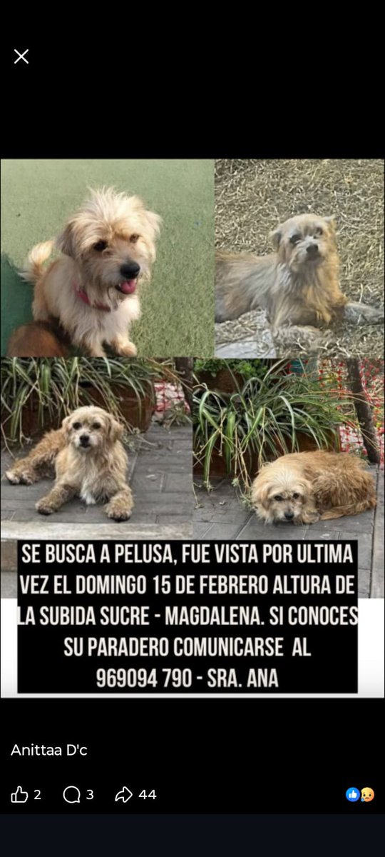 Paola310's tweet photo. Atención Magdalena
Se busca a Pelusa https://t.co/bQIygxxM8U
