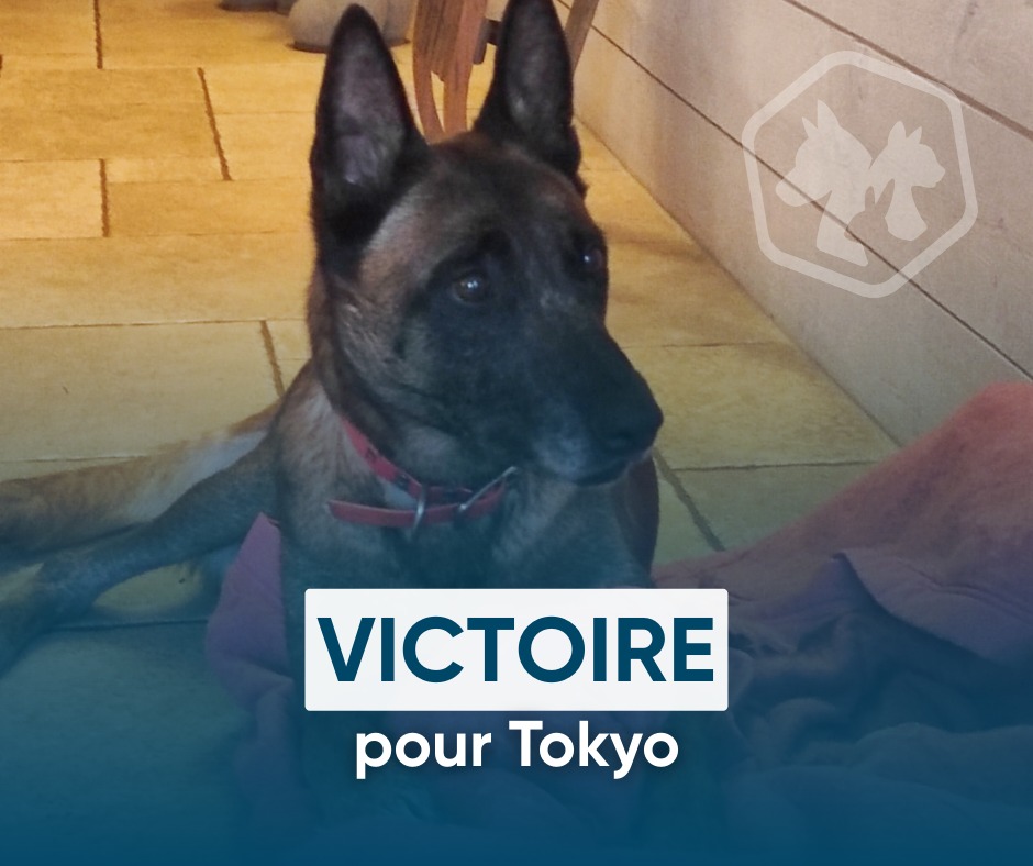 Défense de l'Animal tweet media