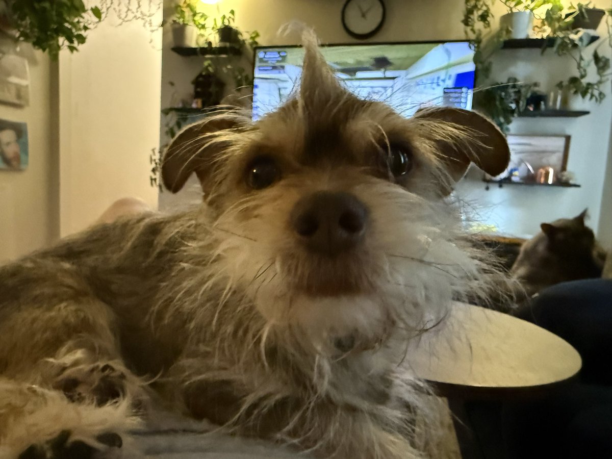 unicronmagic's tweet photo. @Garrett_Watts This is Grim (aka Gremlin, Grimothee Chalamet or Bobby) He is 86% swamp critter, 12% Jim Henson muppet and 2% dog…allegedly. 
He was a foster fail back in 2022, is the best little guy and turns either 4 or 328 in April. He’s also a wanted for arson in 7 states. https://t.co/hUdFZxGHJz