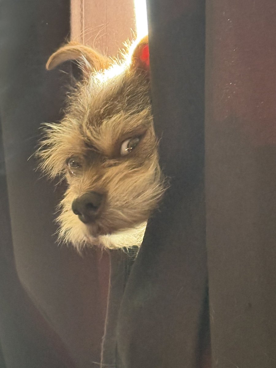 unicronmagic's tweet photo. @Garrett_Watts This is Grim (aka Gremlin, Grimothee Chalamet or Bobby) He is 86% swamp critter, 12% Jim Henson muppet and 2% dog…allegedly. 
He was a foster fail back in 2022, is the best little guy and turns either 4 or 328 in April. He’s also a wanted for arson in 7 states. https://t.co/hUdFZxGHJz
