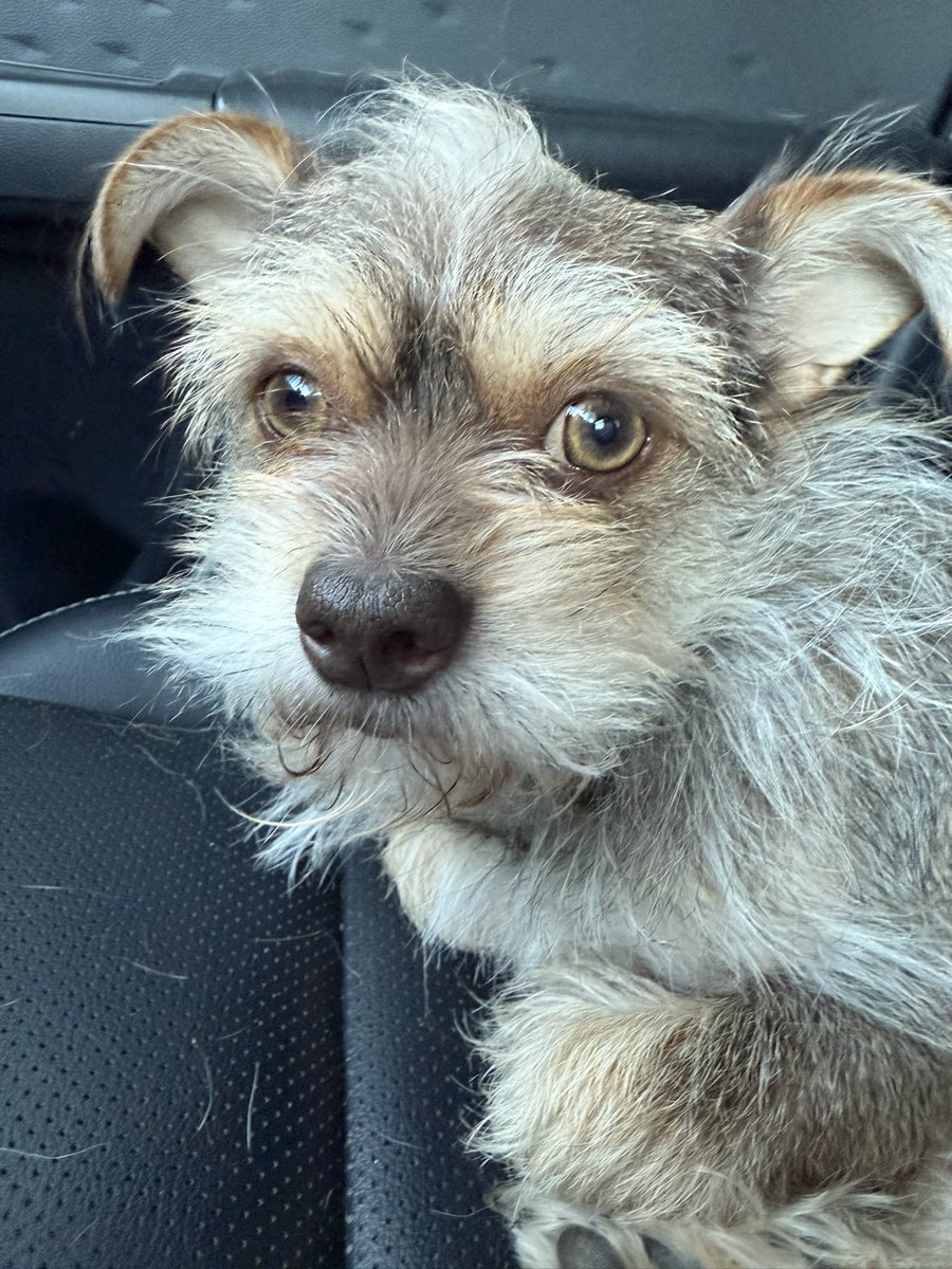 unicronmagic's tweet photo. @Garrett_Watts This is Grim (aka Gremlin, Grimothee Chalamet or Bobby) He is 86% swamp critter, 12% Jim Henson muppet and 2% dog…allegedly. 
He was a foster fail back in 2022, is the best little guy and turns either 4 or 328 in April. He’s also a wanted for arson in 7 states. https://t.co/hUdFZxGHJz