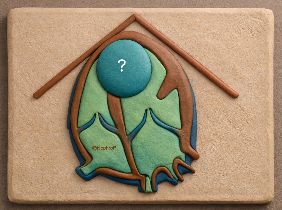 NephroPOCUS tweet media