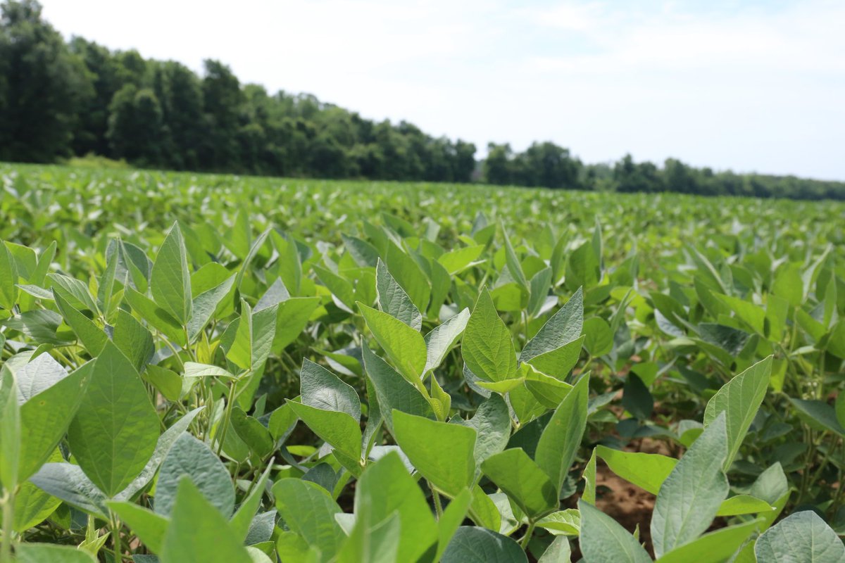 Tennessee Farm Bureau Federation tweet media