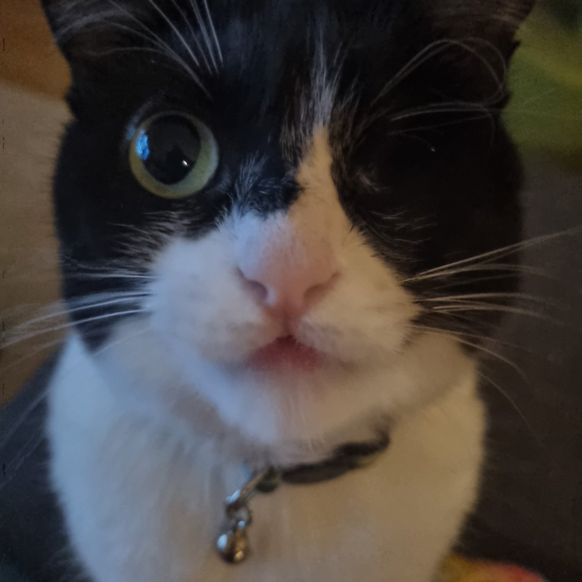 pickleisicky's tweet photo. meep https://t.co/l139Ir7QOz