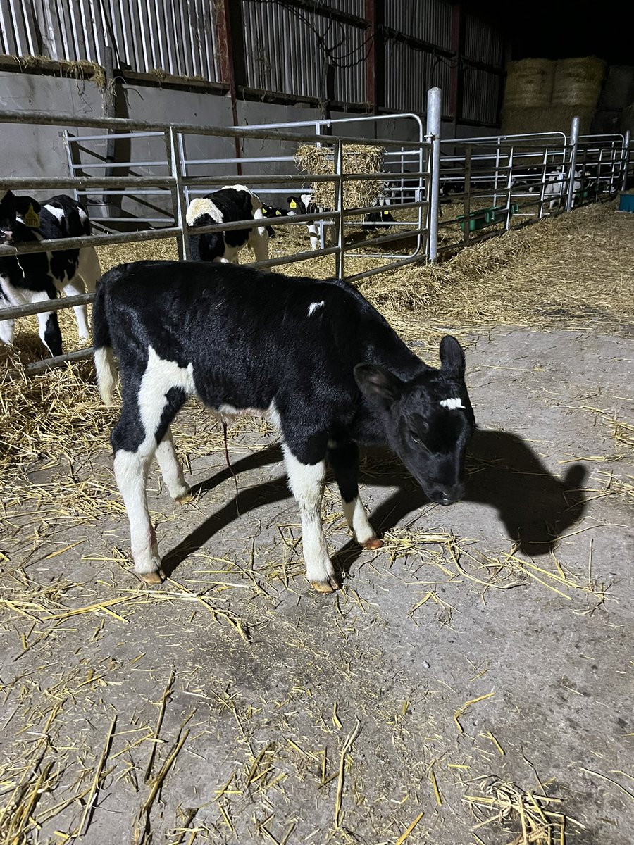 Trevor Farrell tweet media