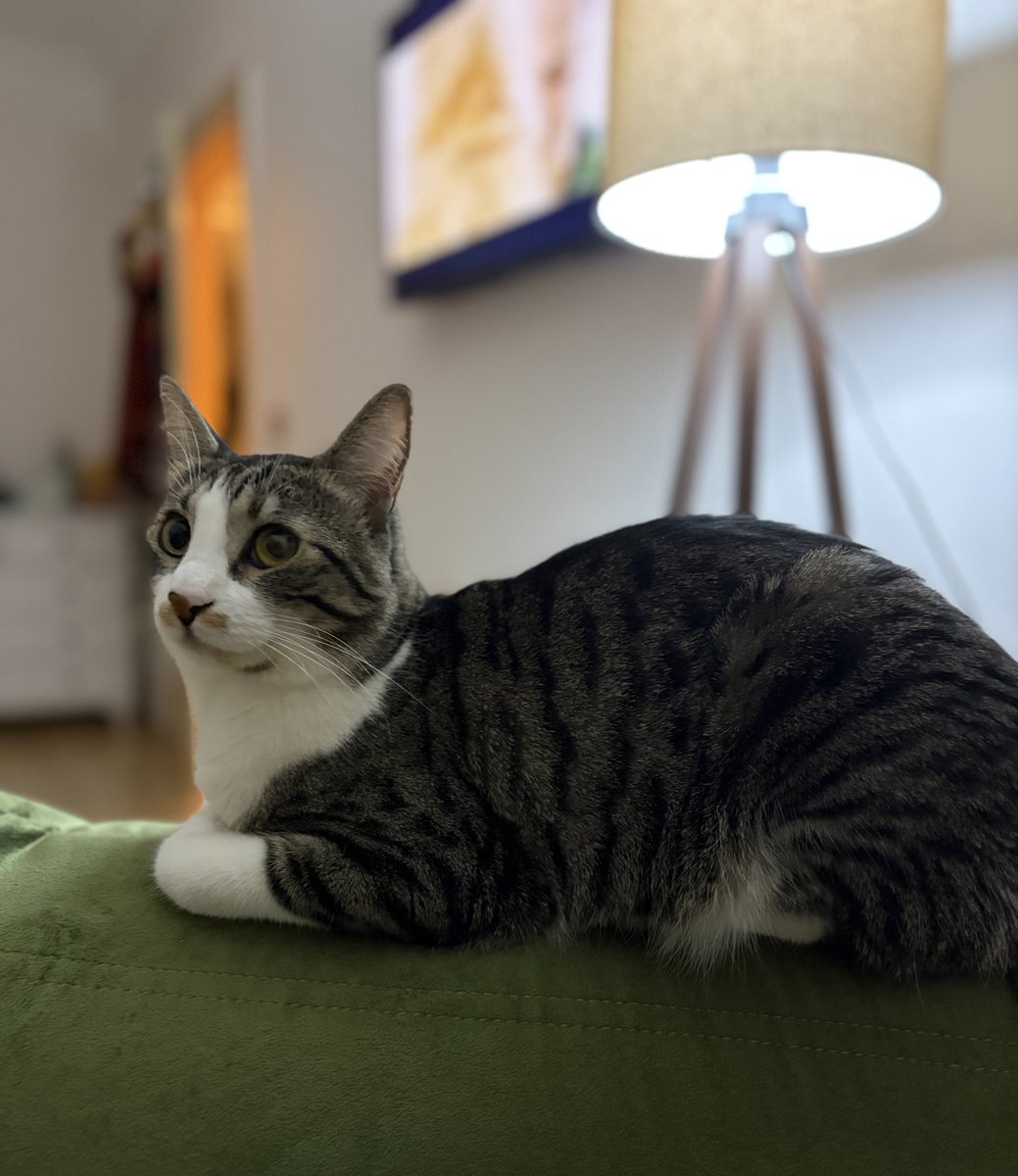 Ben mesaimi yeni bitirdim, koltukta poz kesen arkadaş gün boyu hiçbir şey yapmayıp primleri toplamaya devam ediyor 😻