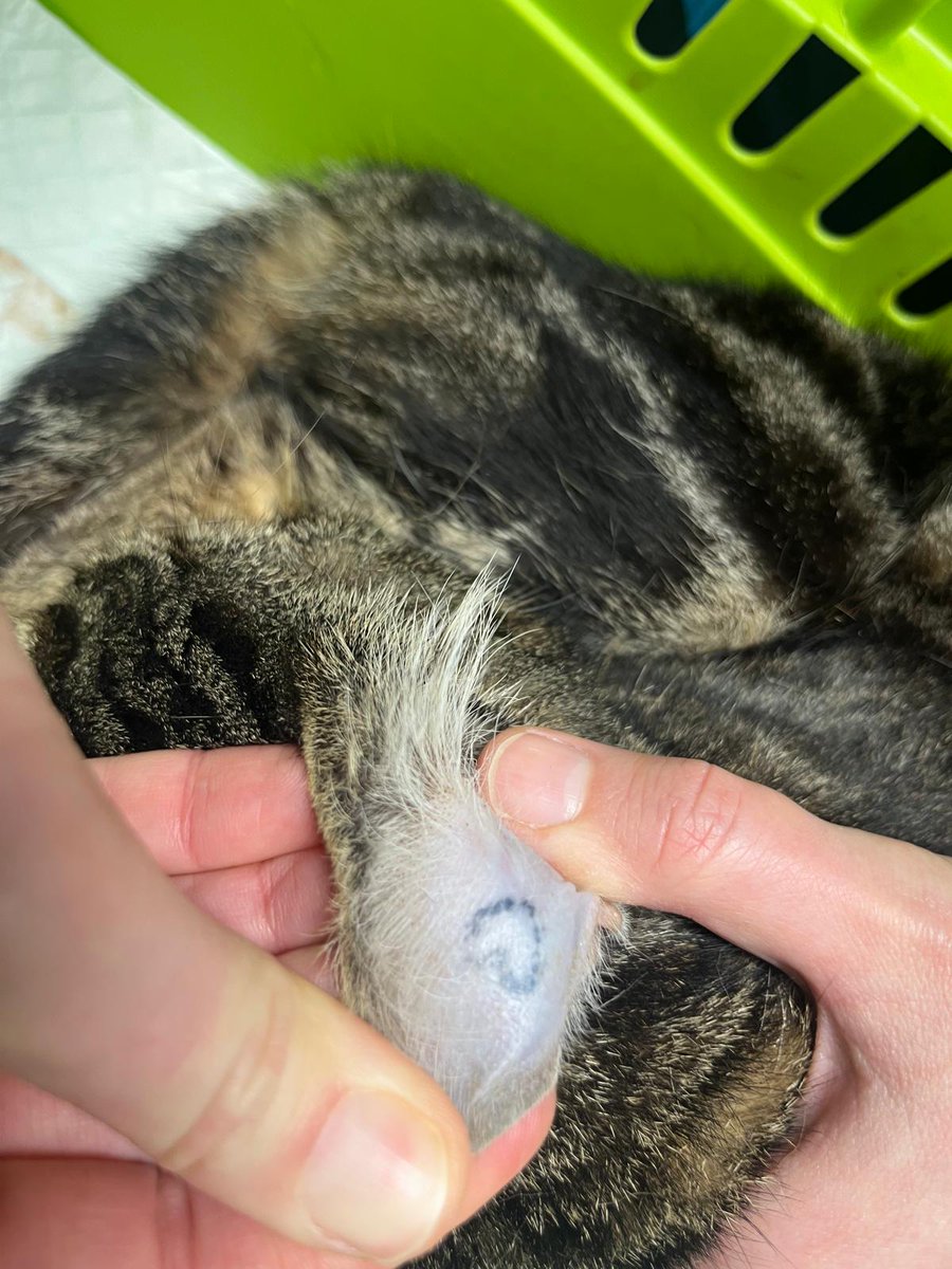 AudreyTuco's tweet photo. https://t.co/CxnEsV8iqe
Minette #abandonnée #Paris13 qu'on a pas pu soigner
Pas ID , tatouage cœur dans l'oreille https://t.co/qdGKpnOTYH