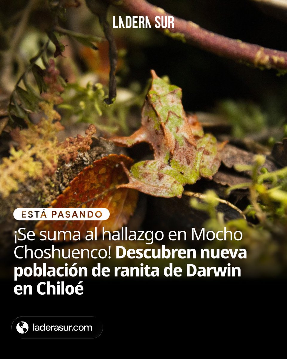 Ladera Sur 🌎 tweet media