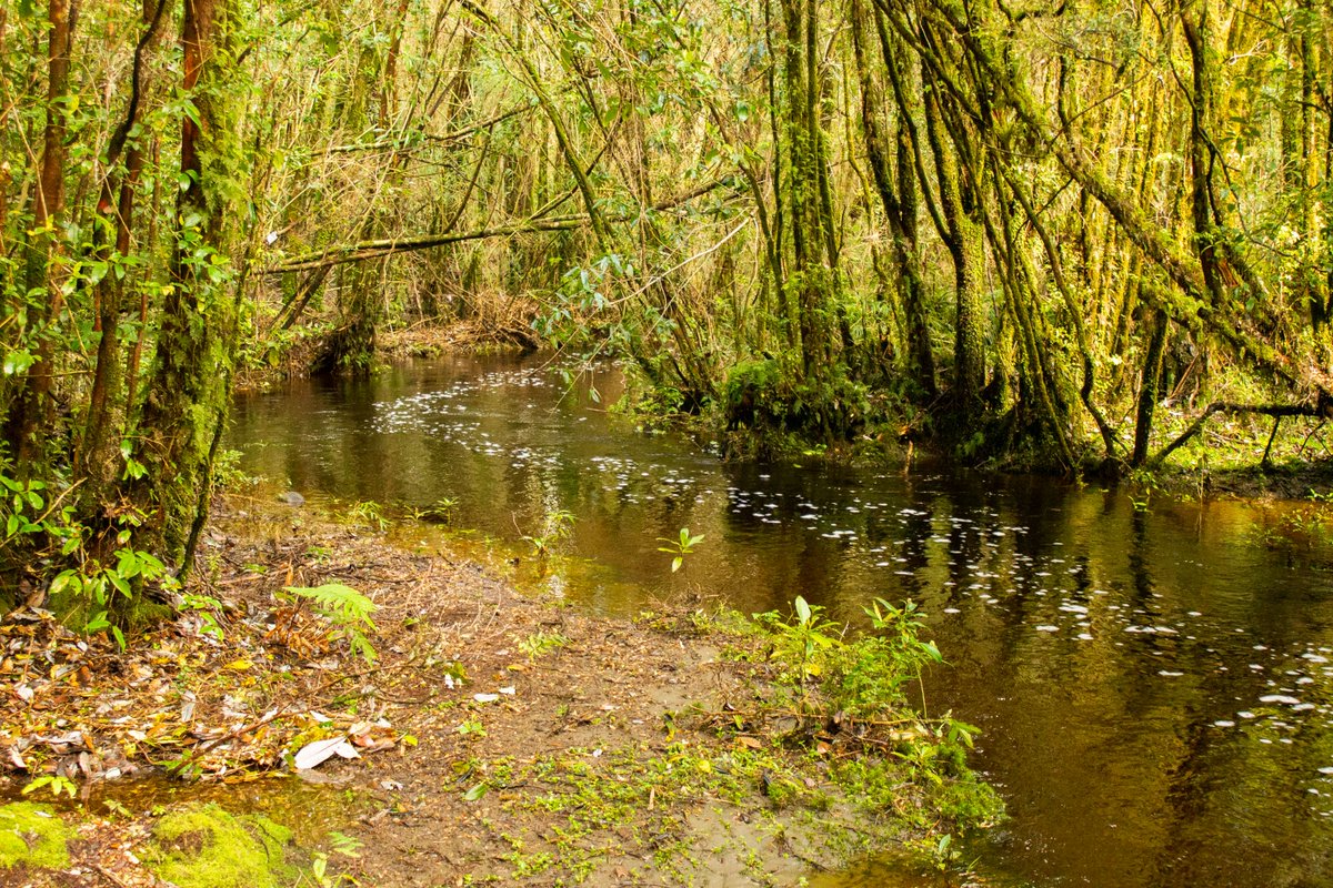 Ladera Sur 🌎 tweet media