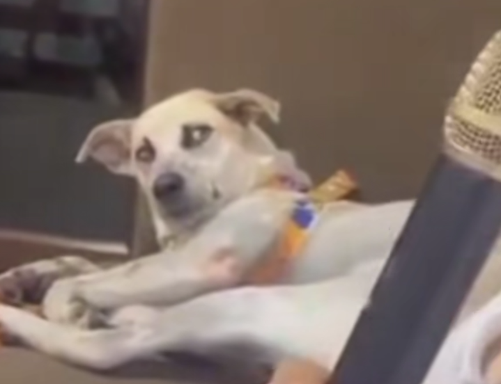 Paco dev 💥 (@dev_paco) on Twitter photo 