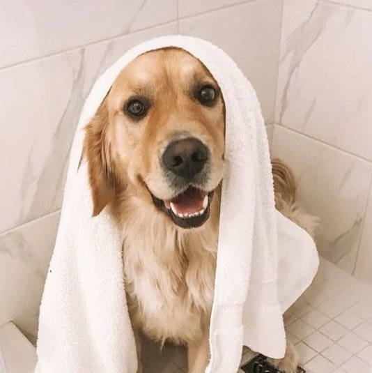 puppyytrick's tweet photo. https://t.co/lRSB4Q0oan