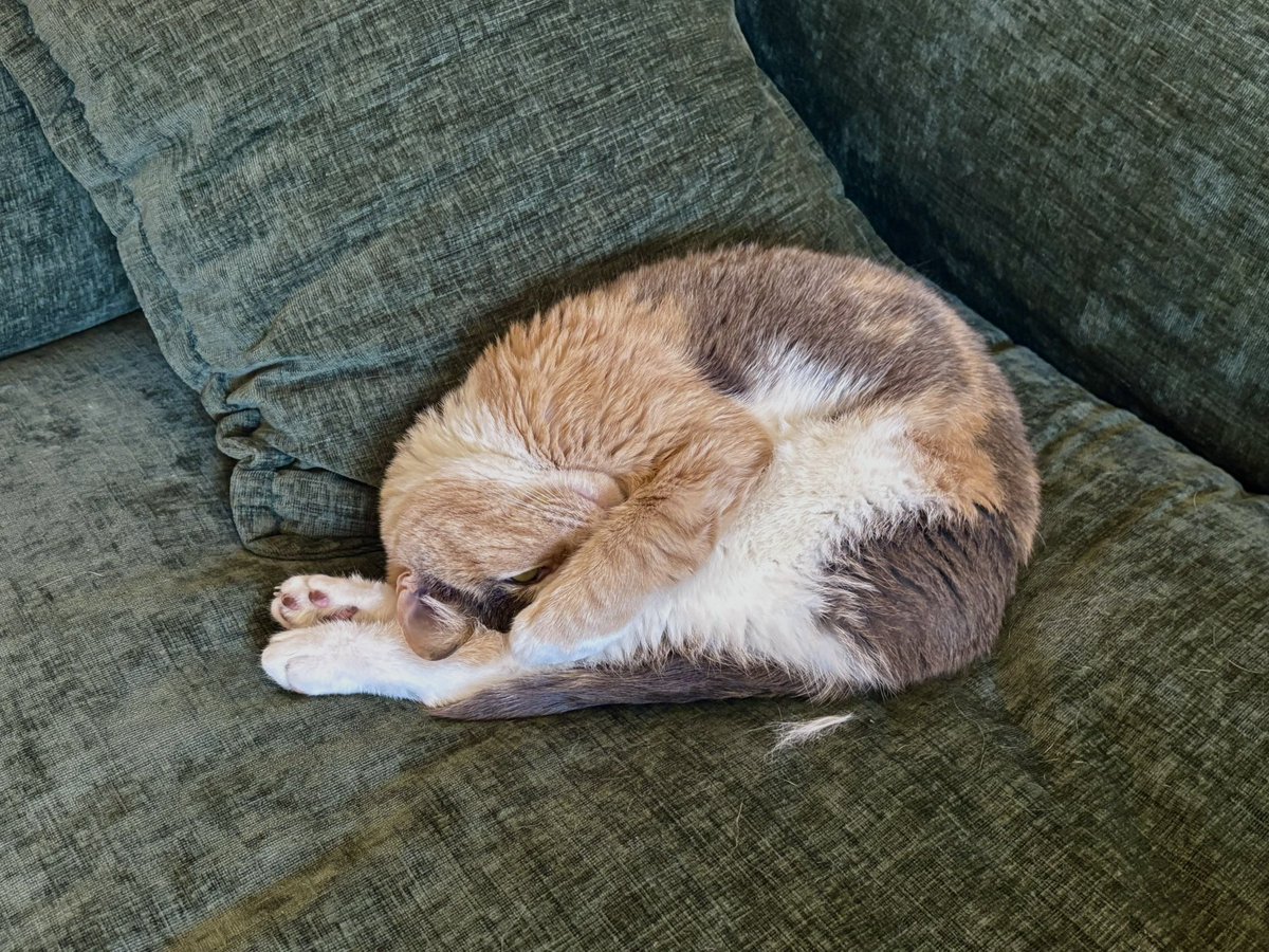 jenrsiko's tweet photo. @Garrett_Watts This is pierogi. She talks more than I do and threw up on my roommates keys the other day. Truly inspirational + really soft https://t.co/znLMPsaJ7s