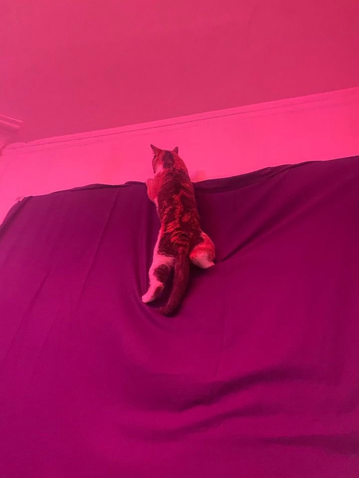 jenrsiko's tweet photo. @Garrett_Watts This is pierogi. She talks more than I do and threw up on my roommates keys the other day. Truly inspirational + really soft https://t.co/znLMPsaJ7s