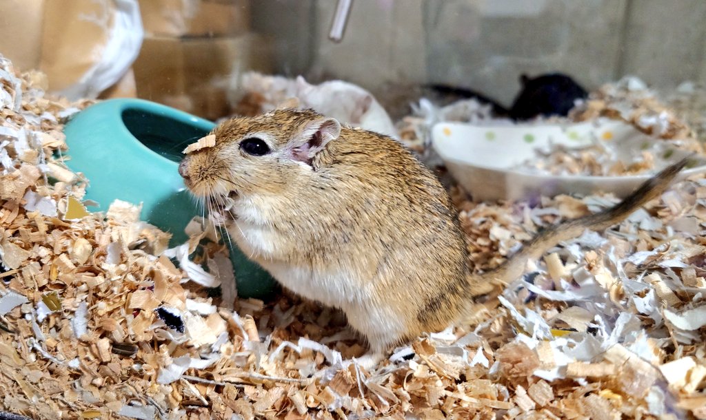 おはようございます

巣材集め

#スナネズミ