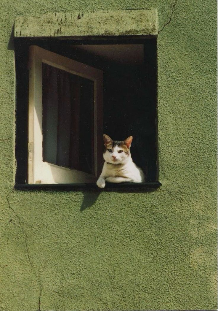 ᅠ ᅠ (@greendreaams) on Twitter photo 