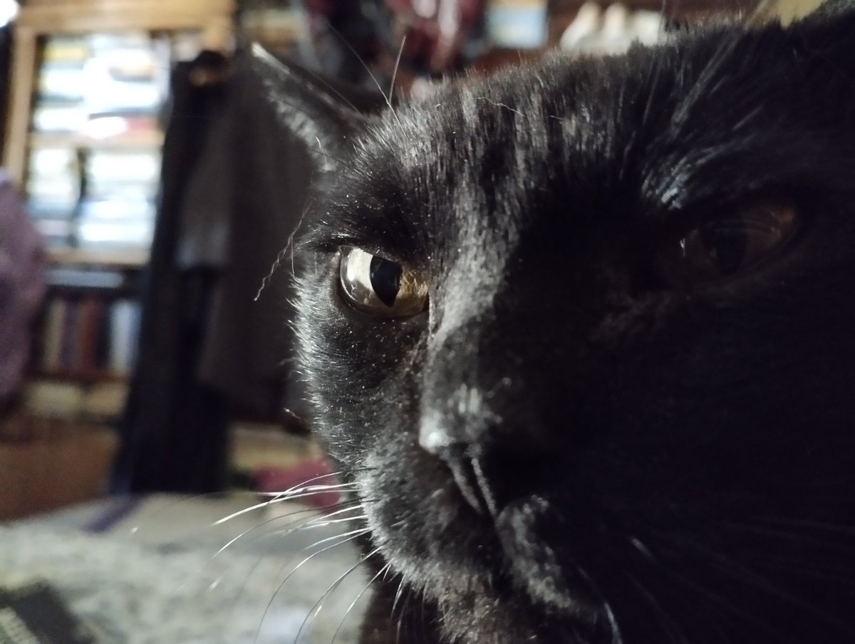 BerthaHistoria's tweet photo. En el #DíaMundialDelGato, #Bagheera saluda a todos los felinos de Twitter.
Siempre en la jugada, siempre perfectos. 🖤😼
#catsrules
#DíaDelGato
#DíaInternacionalDelGato. https://t.co/SWbpzoEZF4