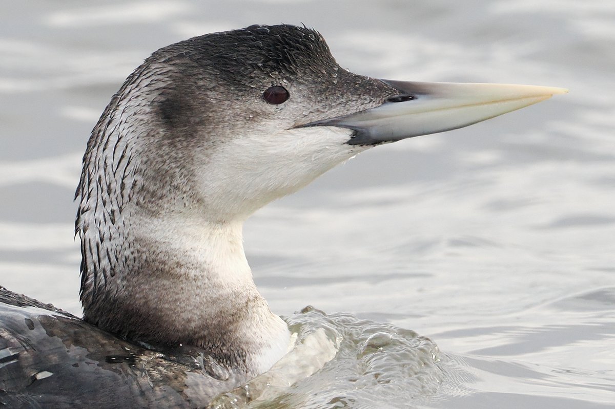 Dundee Birding (stonefaction) tweet media