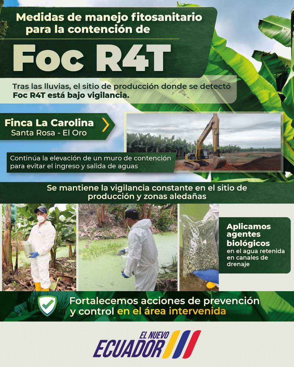 AgrocalidadEC's tweet photo. #ElOro | Conoce las acciones que implementamos en territorio para prevenir y contener la diseminación de Foc R4T. 
#JuntosContraFocR4T 🍌 https://t.co/4F3BubPNyc