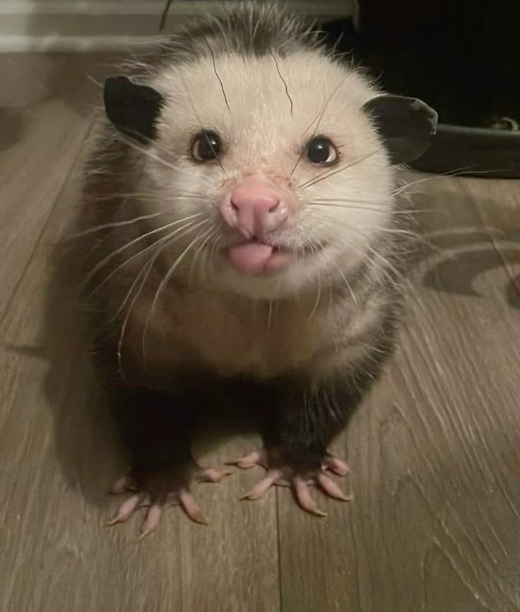 Yeah sorry guys im actually a possum
