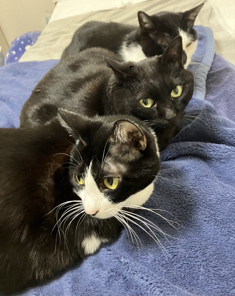 おはよう土曜日

仲良くみんなで並んで
二度寝しようかニャ