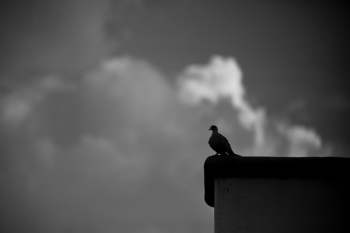 Santiago Lozano N tweet media