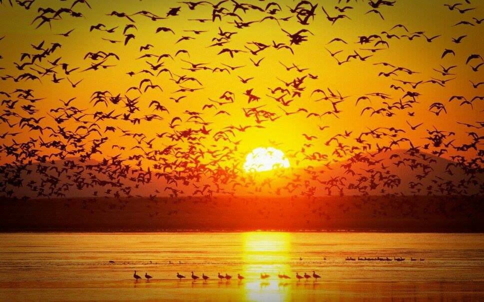 Hayali düşü umudu
Koydum yürek  kafesime
Gidiyorum öylece.   #zerrintayfur