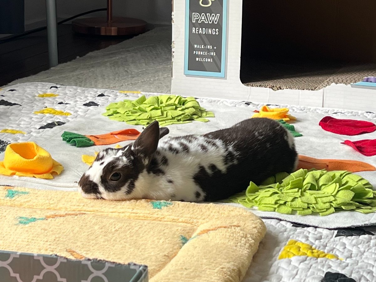 So many reasons to ❤️ these furry faces!

#LoveYourPetDay