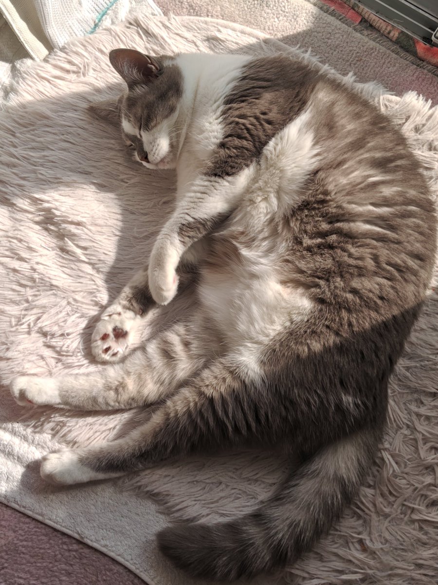 おはようございます♪(灬ºωº灬) 昨日のランちゃん😺💤ポカポカ☀ #猫