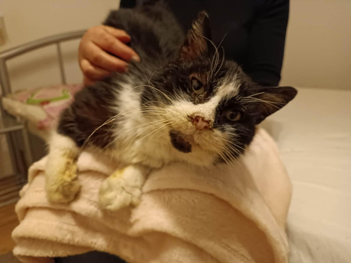 OD 5 DNI NIKT NIE POMÓGŁ.
ŚWIAT JAKBY O NIM ZAPOMNIAŁ...

Koa, znaleziony przy drodze. Wychudzony, chory, cały w strupach, z brzuszkiem pełnym pasożytów.

Trwa leczenie, przed nim badania i dalsza walka o życie.

Każda złotówka ma znaczenie. Udostępnij!

ratujemyzwierzaki.pl/koa