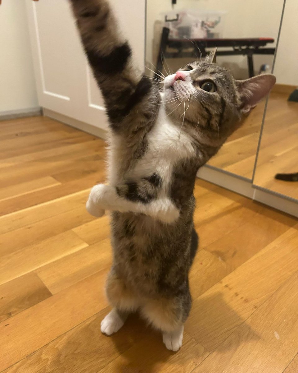 "ENGELLİLERE ÖNCELİK 
BONCUK İÇİN ÖMÜRLÜK YUVA ARANIYOR 4-5 aylık dişi bir bebek.
Bir patisi engelli… ama sevgisi, neşesi ve yaşama isteği sapasağlam 
Şu an geçici yuvada ve zamanı çok kısıtlı…
Yer: İstanbul
 İletişim: 0533 657 18 31 facebook.com/photo?fbid=134…