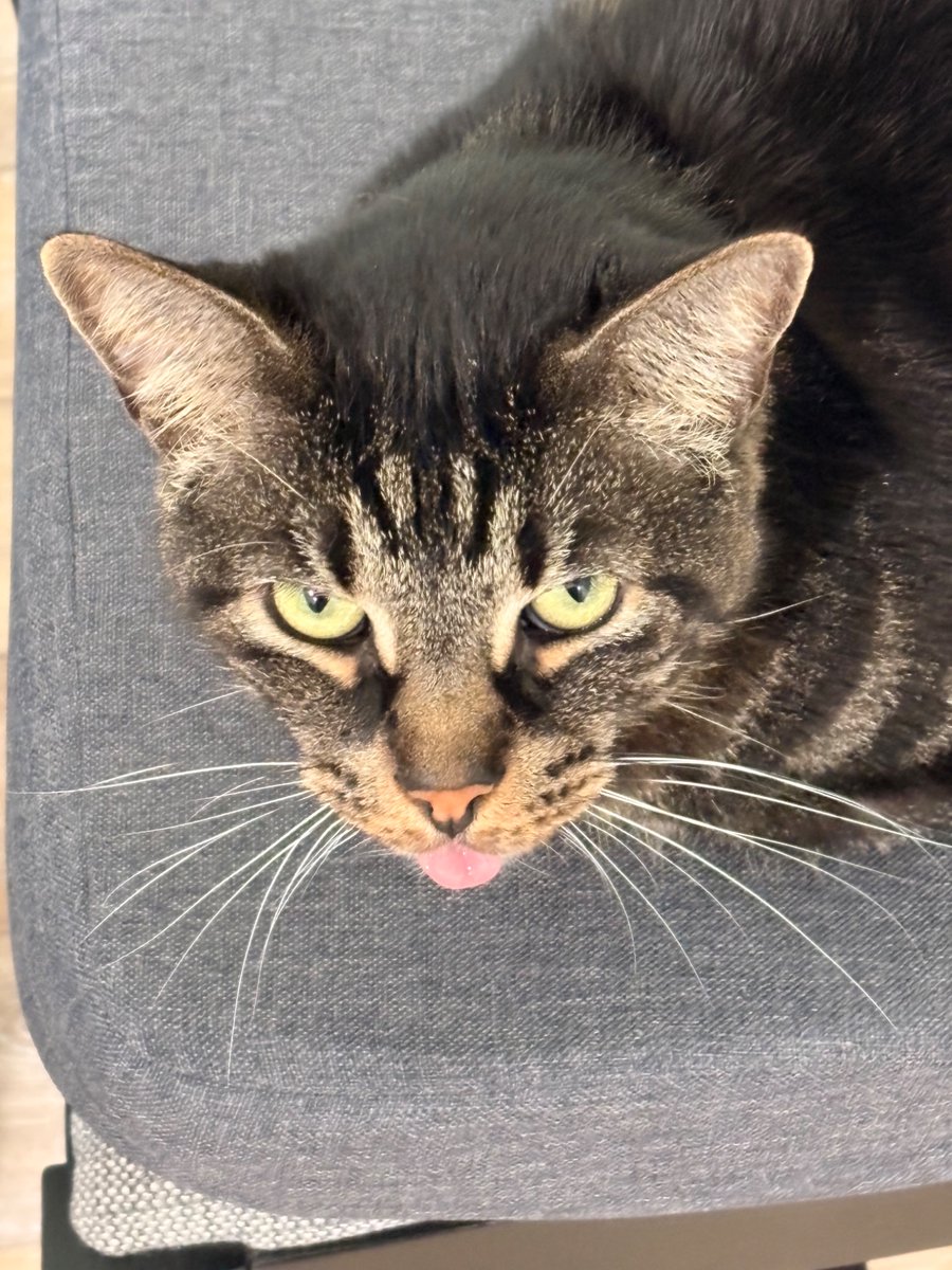 Monsters_Darlin's tweet photo. @Garrett_Watts Say hello to Thunder, my son. He’s missing some marbles, rapidly loosing braincells, and doesn’t know when to put his tongue away. He steals socks, screams until we congratulate him on his successful hunt, and the demands treats. I birthed him. https://t.co/zizy26hBpY