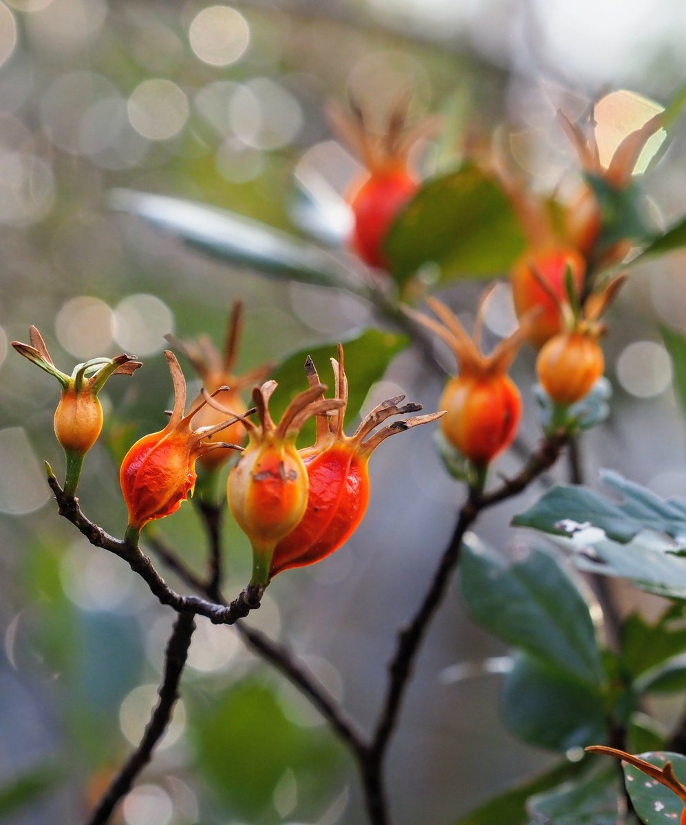 赤褐色に変色してシミも出てきたクチナシの実
口が開くこともなく、地に落ちることもなく、今でも木に留まり続けている

老いた身を寒気にさらし続けてこのあとどうなるのか自分のことのように気になる