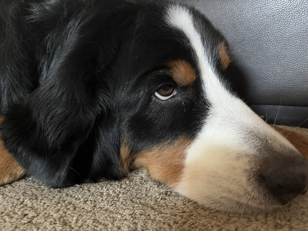 LittleDenene's tweet photo. When I turn on the news. 

#dogsofx 
#sameold 
#humanity https://t.co/rqiKT7rRZU