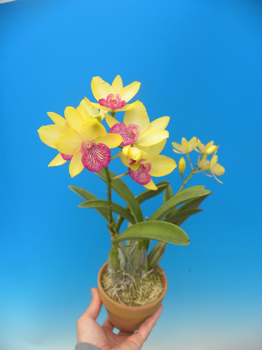 百花良蘭 (@HTorchidN) / Posts / X