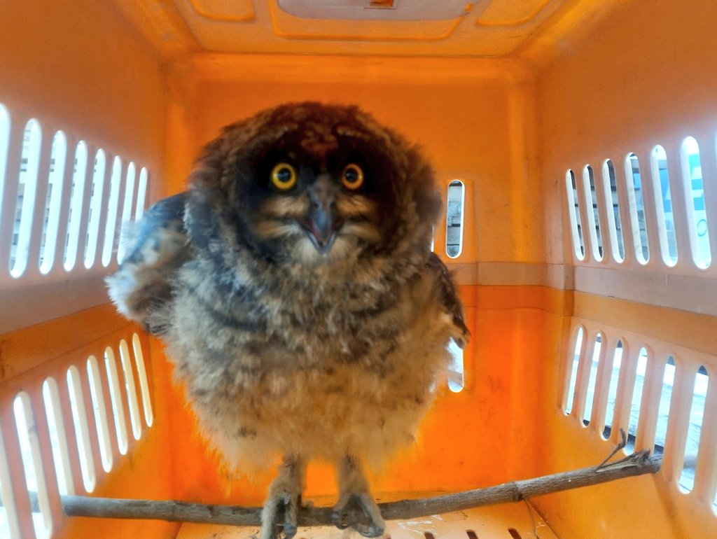 Dirección Zonal 1 MAE Imbabura - Carchi tweet media