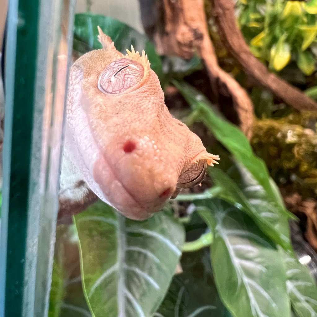 VAMP1SH's tweet photo. @Garrett_Watts my crested gecko, feldspar!! https://t.co/ZBvx2TSNLl