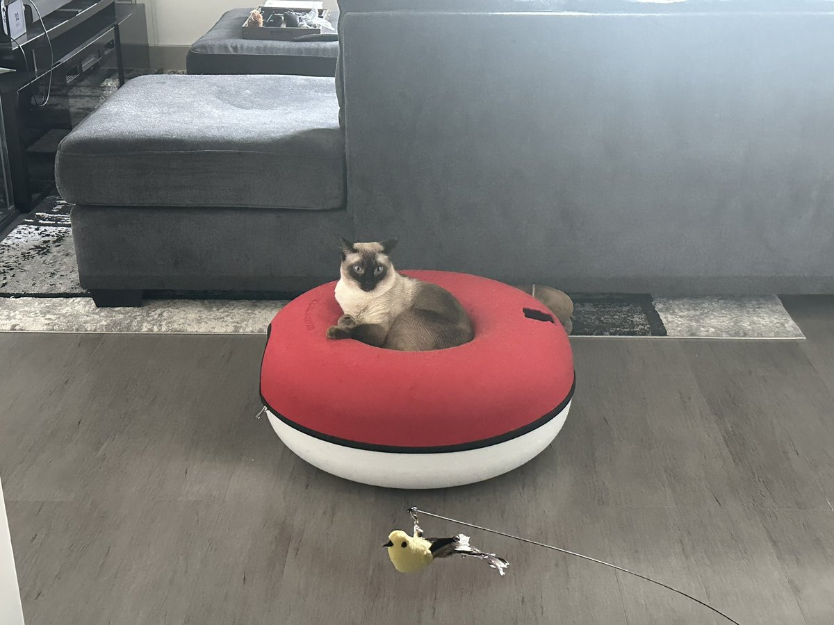 ValpalVT's tweet photo. Walked in from the gym with him staring at me like this. https://t.co/y5eu5VYiSl