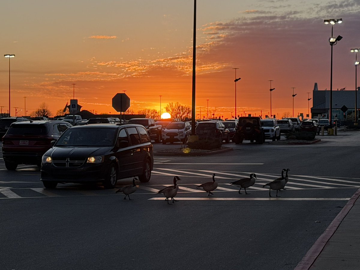 Jeff_Piotrowski's tweet photo. Cool they used the crosswalk to safely cross the parking lot:) #okwx https://t.co/6lpSOrPGtT
