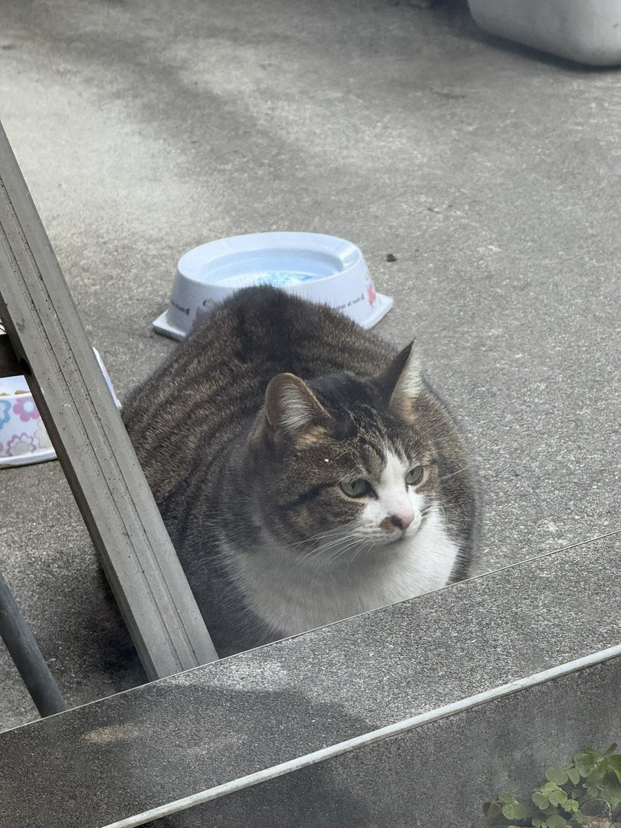 ozdd2's tweet image. おはようございます
お母さん( ΦωΦ )来た！