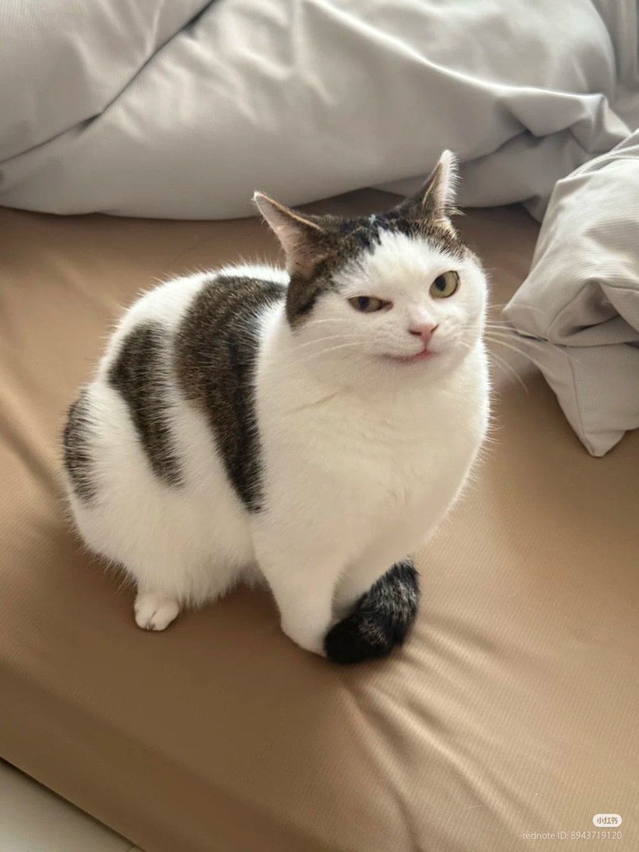 ShouldHaveCat's tweet image. mwehehe 😼