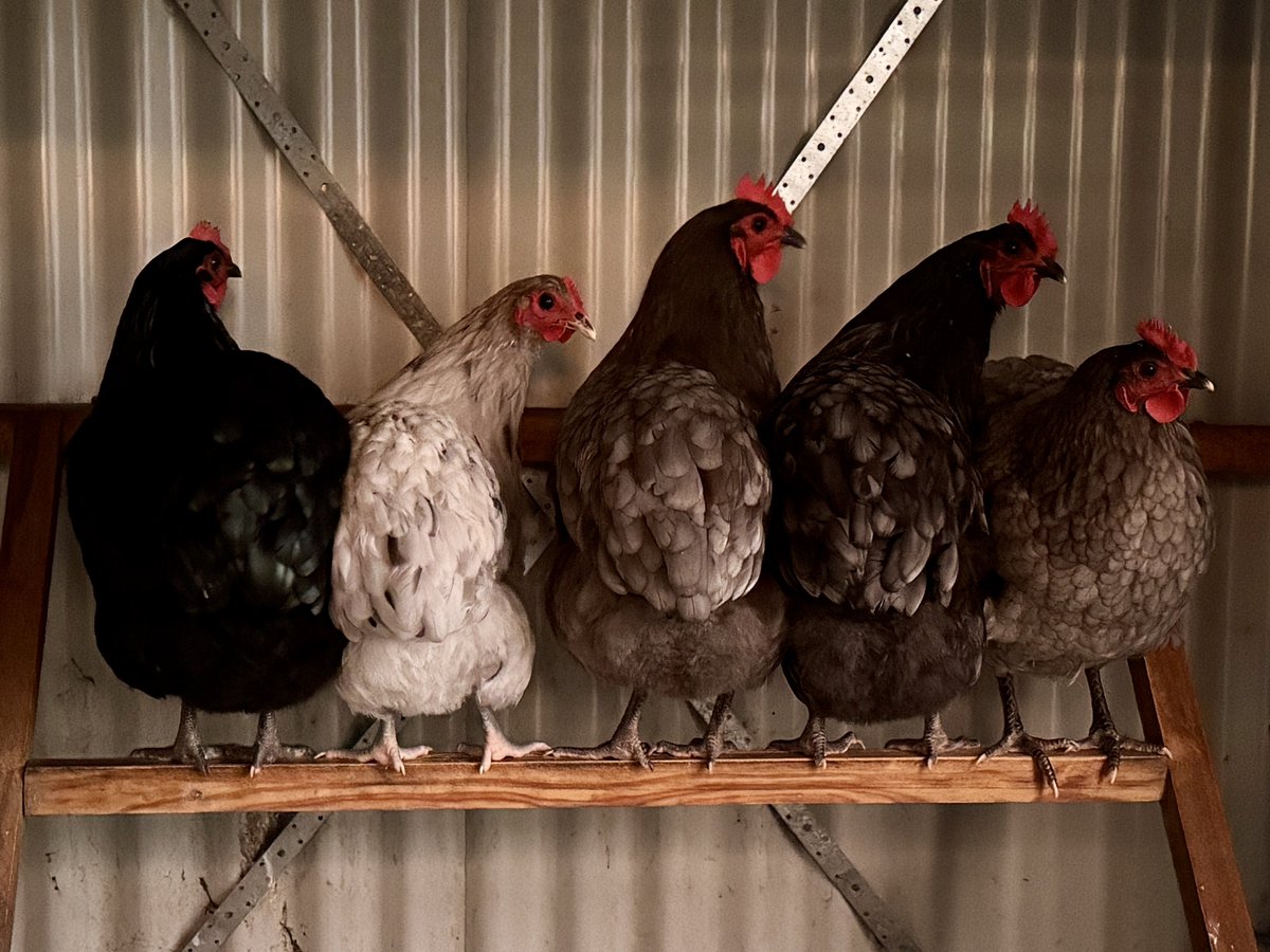CallissClan's tweet image. We’ve been having an ongoing battle for the top perch in the #CallissChookChateau.
Looks like the scrub chooks staged a coup overnight.
#Dolly, #Splash, #Henny, #Wenny &amp;amp; #Penny