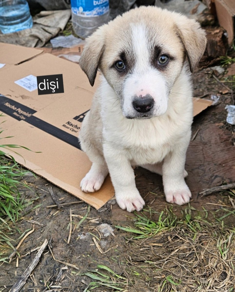 "KOCAMAN ARAZİDE TEK KALAN MİNİK KIZ
Güvenli bir ortamda büyümesi gerekirken açık alanda yaşam mücadelesi veriyor. Koruma altına alınabilmesi için kalıcı bir yuvaya ihtiyacı varYer: İstanbul / Beylikdüzü
İletişim: 0545 370 77 28  facebook.com/photo/?fbid=13…